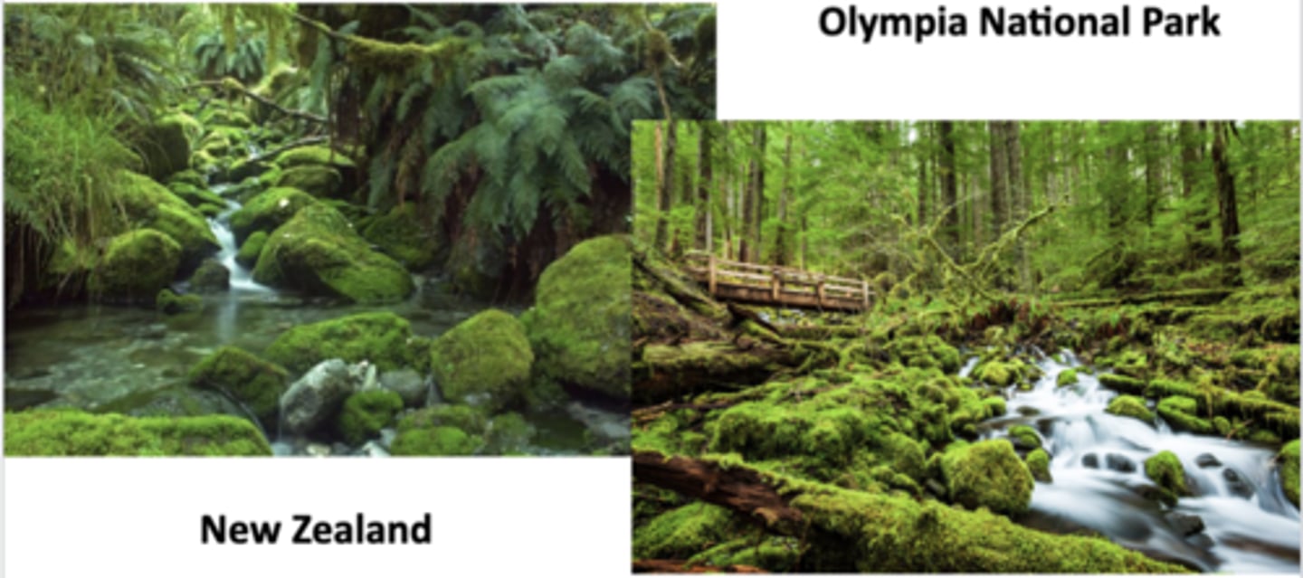<p>Mild temperatures year-round w high precipitation, mostly rain but some snow at higher elevations; cool, wet winters and mild, foggy summers</p><p>-tall coniferous trees dominate, often forming old-growth forests</p><p>-nutrient-rich soils, as cool, moist conditions slow decomposition</p><p>-lower species diversity than tropical rainforest, but still rich in wildlife</p><p>-stores huge amounts of biomass and carbon, provides critical habitat for species adapted to cool, wet conditions, regulates water cycles (fog and rainfall keep rivers flowing steadily), and supports fisheries and human communities</p>