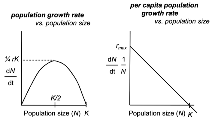 <ul><li><p><u>negative feedback</u> of population size on population growth; unimodal response for population growth rate vs. population size</p><ul><li><p>per capita population growth <u>declines</u> with increasing population size</p></li></ul></li></ul><p></p>