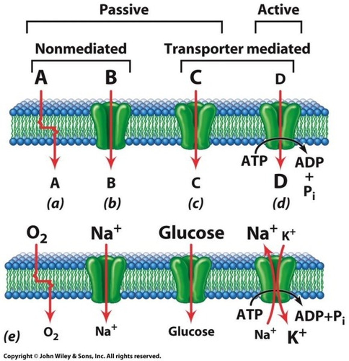 <p>Mechanisms for moving substances across membranes (against concentration and ion gradient)</p>