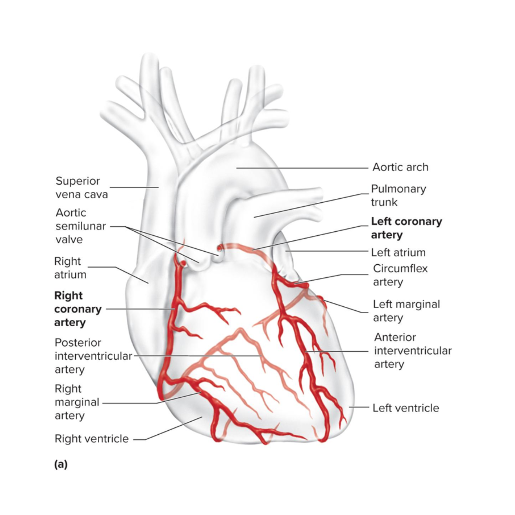 <ul><li><p>delivers oxygenated blood to the heart wall during diastole</p></li><li><p>the left and right ones are the first branches of the aorta</p></li><li><p>have many anastomoses (connections between vessels)</p></li></ul><p></p>