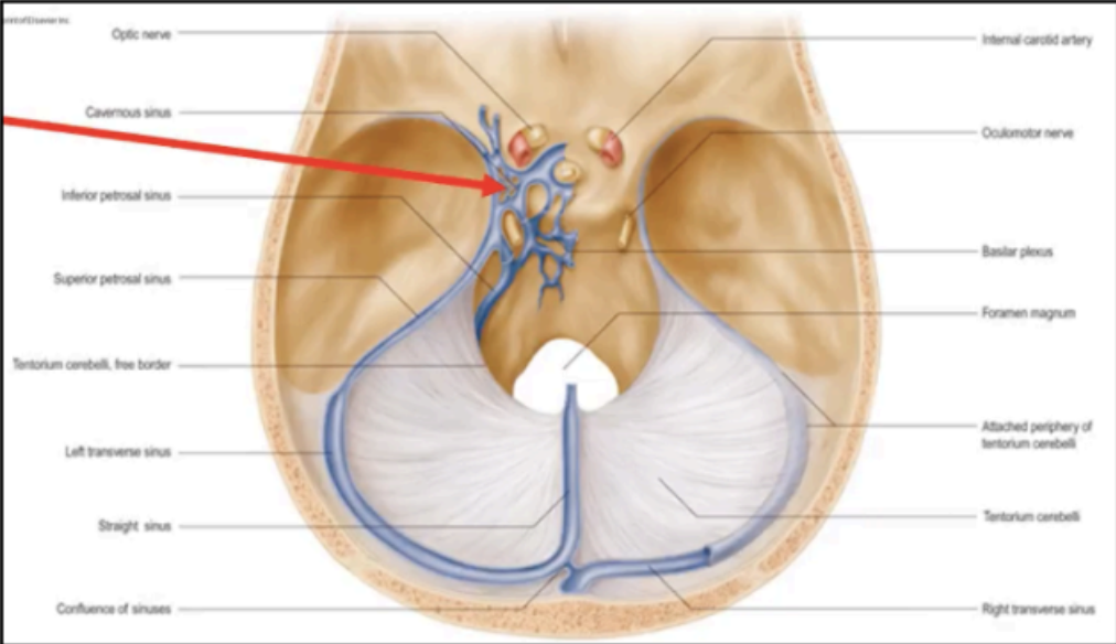 <p>middle cranial fossa</p>