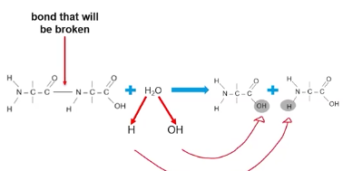 <p>Covalent bonds between amino acids can be cleaved, an water molecule is hydrolyzed and each subcomponent of water (H and OH) will be bonded to different amino acids. </p><p>The result is separate amino acid monomers. </p>