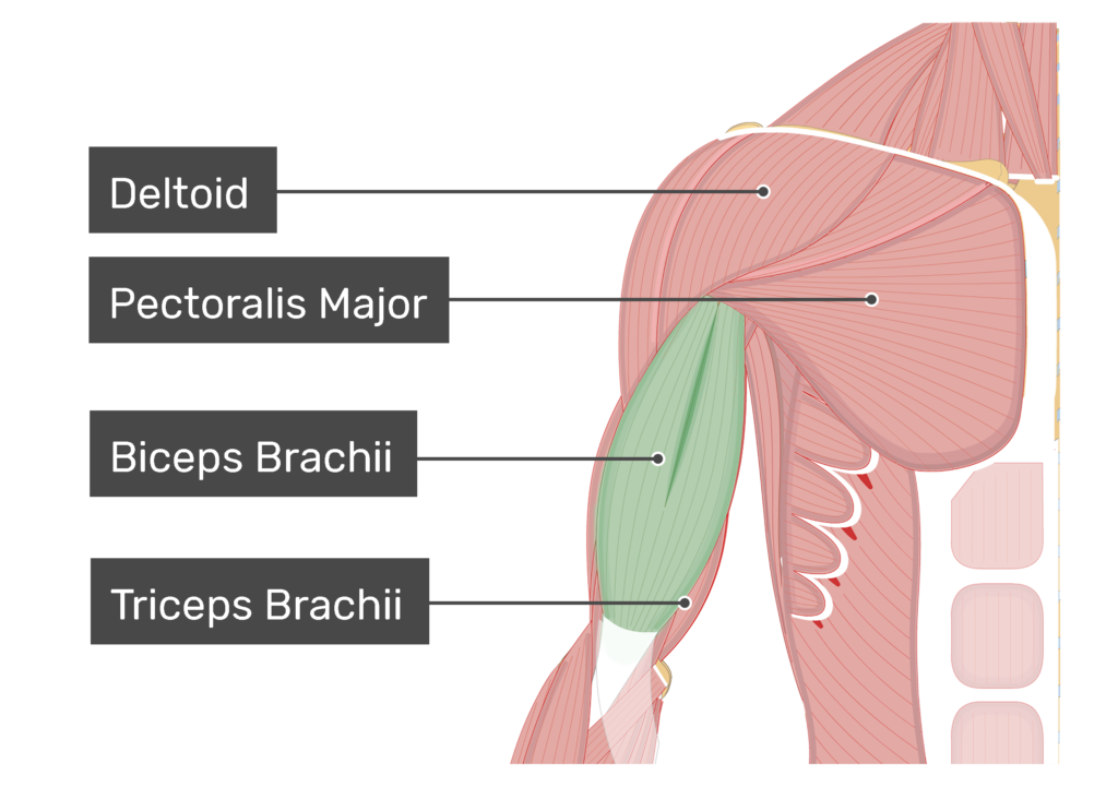 <p>Flexes elbow and lifts forearm; located on anterior upper arm.</p>