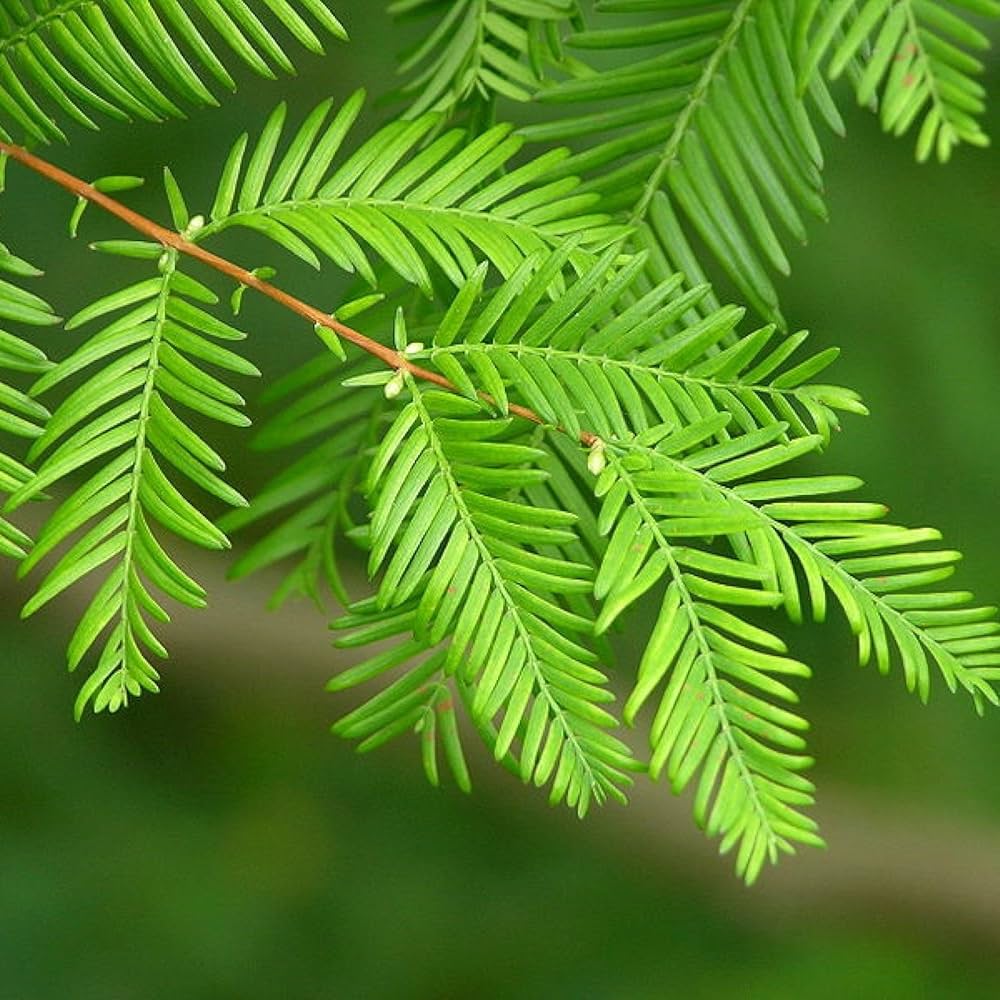 <p>Metasequoia glyptostroboides - winterkahl</p>