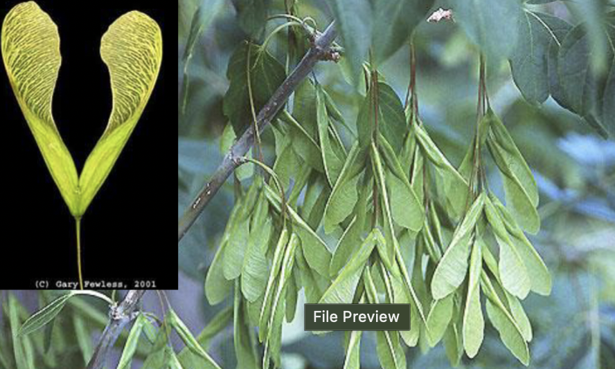 <p>samara in pairs, V-shaped, small</p>