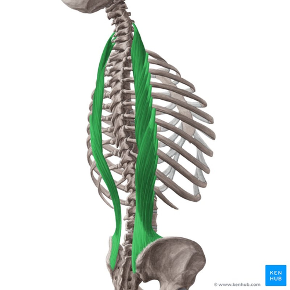 <p>Primary extensors of vertebral column and head</p><p>• Bilateral: extend vertebral column, control flexion of vertebral column</p><p>• Unilateral: laterally flex vertebral column, ipsilateral rotation of head</p>