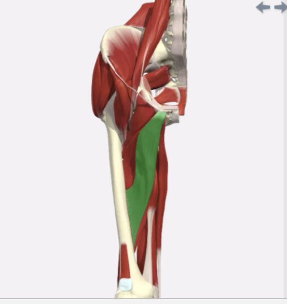 <p>Adductor Longus</p>