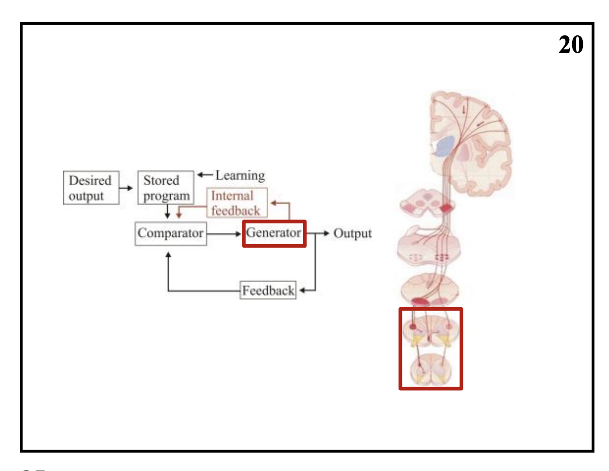 <ul><li><p>not isolated</p></li><li><p>combine in different circumstances</p></li><li><p>to optimally generate coordinated motor outputs</p></li></ul><p></p>