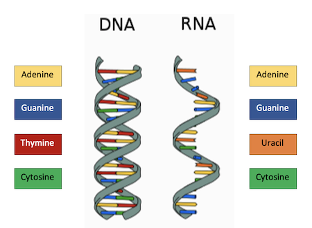 <p>Comparison between DNA and RNA</p>