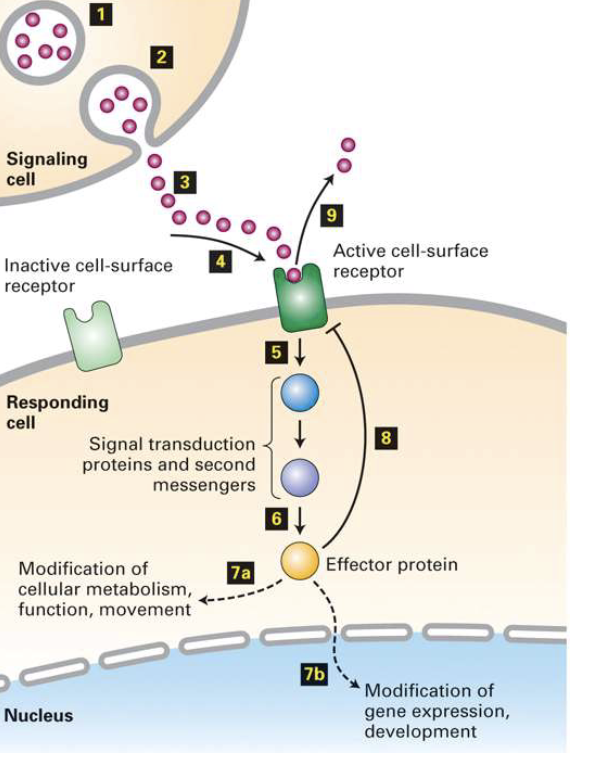 <ul><li><p><strong>Receptor specificity</strong>: only cells with the matching receptor respond</p></li><li><p><strong>Signal types</strong>:</p><ul><li><p>Physical stimulus (e.g., light, touch)</p></li><li><p>Chemical molecules:</p><ul><li><p>Small molecules (e.g., ions, gases)</p></li><li><p>Peptides or soluble proteins (e.g., hormones)</p></li><li><p>Proteins bound to cell surface or ECM</p></li></ul></li></ul></li><li><p><strong>Signal transduction outcomes</strong>:</p><ul><li><p><strong>Fast responses</strong>:</p><ul><li><p>Alteration of existing proteins (e.g., enzyme activation, second-messenger cascades)</p></li><li><p>Occur within seconds–minutes</p></li></ul></li><li><p><strong>Slow responses</strong>:</p><ul><li><p>Changes in gene expression (e.g., transcription, new protein synthesis)</p></li><li><p>Occur over hours–days</p></li></ul></li></ul></li></ul><p></p>