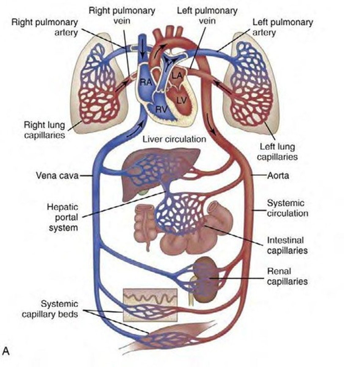 <p>Blood, the heart (central pump), arterial and venous networks, and microcirculation.</p>