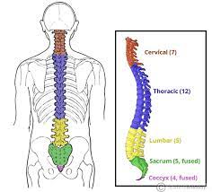 <p>cervical (neck), thoracic, lumbar, sacral, coccyx (tailbone)</p>