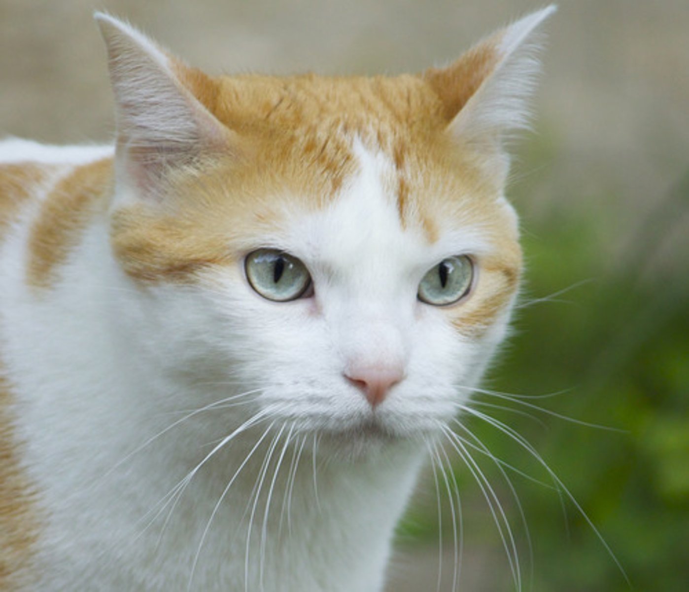 <p>(v) nhìn vào</p>