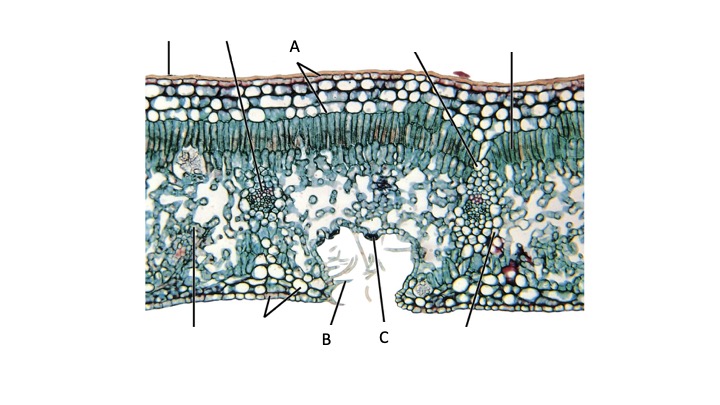 <p><span>What xeromorphic adaptation is indicated by the lines labeled A?</span></p><ul><li><p>stomatal crypt</p></li><li><p>multiple epidermis</p></li><li><p>trichomes</p></li><li><p>waxy cuticle</p></li></ul><p></p>