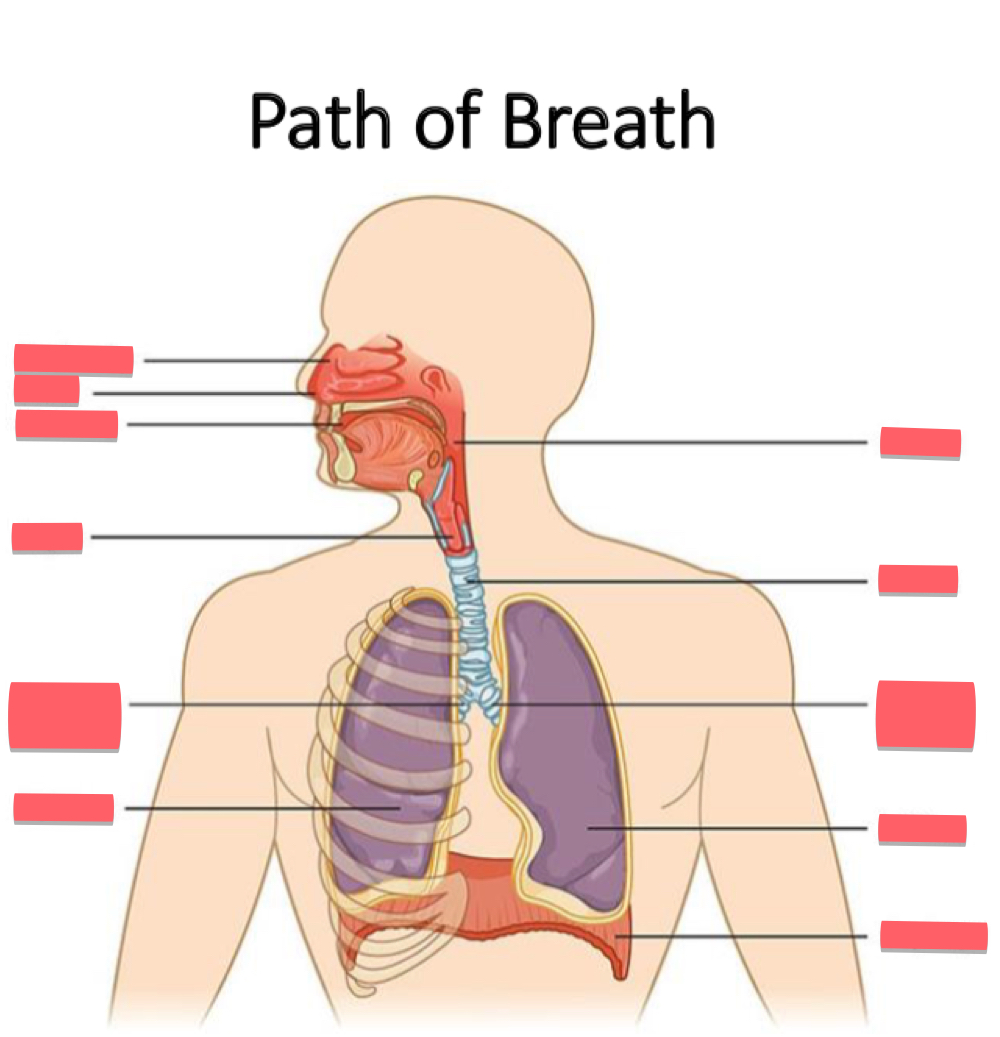 <p>name every body part pointed out.</p>