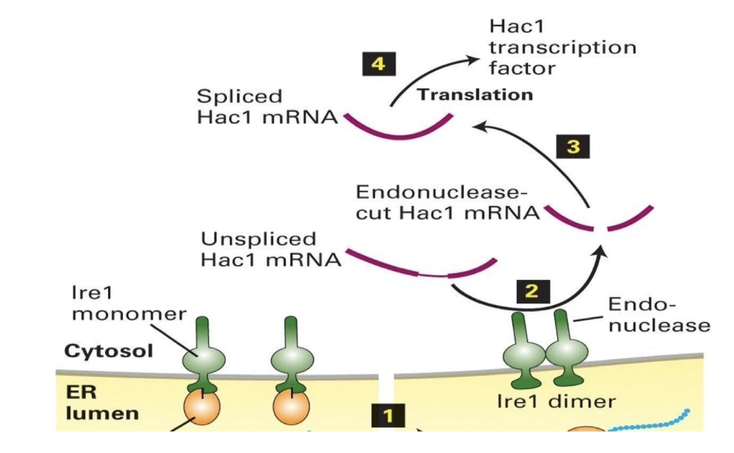 <p><strong>Ire1 splices Hac1 mRNA</strong> in the cytosol (not nucleus)</p><ul><li><p>Unspliced Hac1 mRNA contains an <strong>inhibitory intron-like sequence</strong> that blocks translation</p></li><li><p><strong>Splicing by Ire1 removes this block</strong>, allowing translation of Hac1 protein</p></li></ul><p><strong>Hac1 protein:</strong></p><ul><li><p>Functions as a <strong>transcription factor</strong></p></li><li><p>Enters the <strong>nucleus</strong></p></li><li><p><strong>Activates genes</strong> for protein-folding regulators:</p><ul><li><p>BiP</p></li><li><p>Lectins</p></li><li><p>PDI (Protein Disulfide Isomerase)</p></li><li><p>Signal peptidases</p></li></ul></li></ul><p><strong>Result:</strong></p><ul><li><p><strong>ER enhances its folding capacity</strong> to handle misfolded protein load</p></li><li><p>Elegant feedback loop: misfolded proteins → trigger UPR → produce more folding helpers</p></li></ul><p></p>