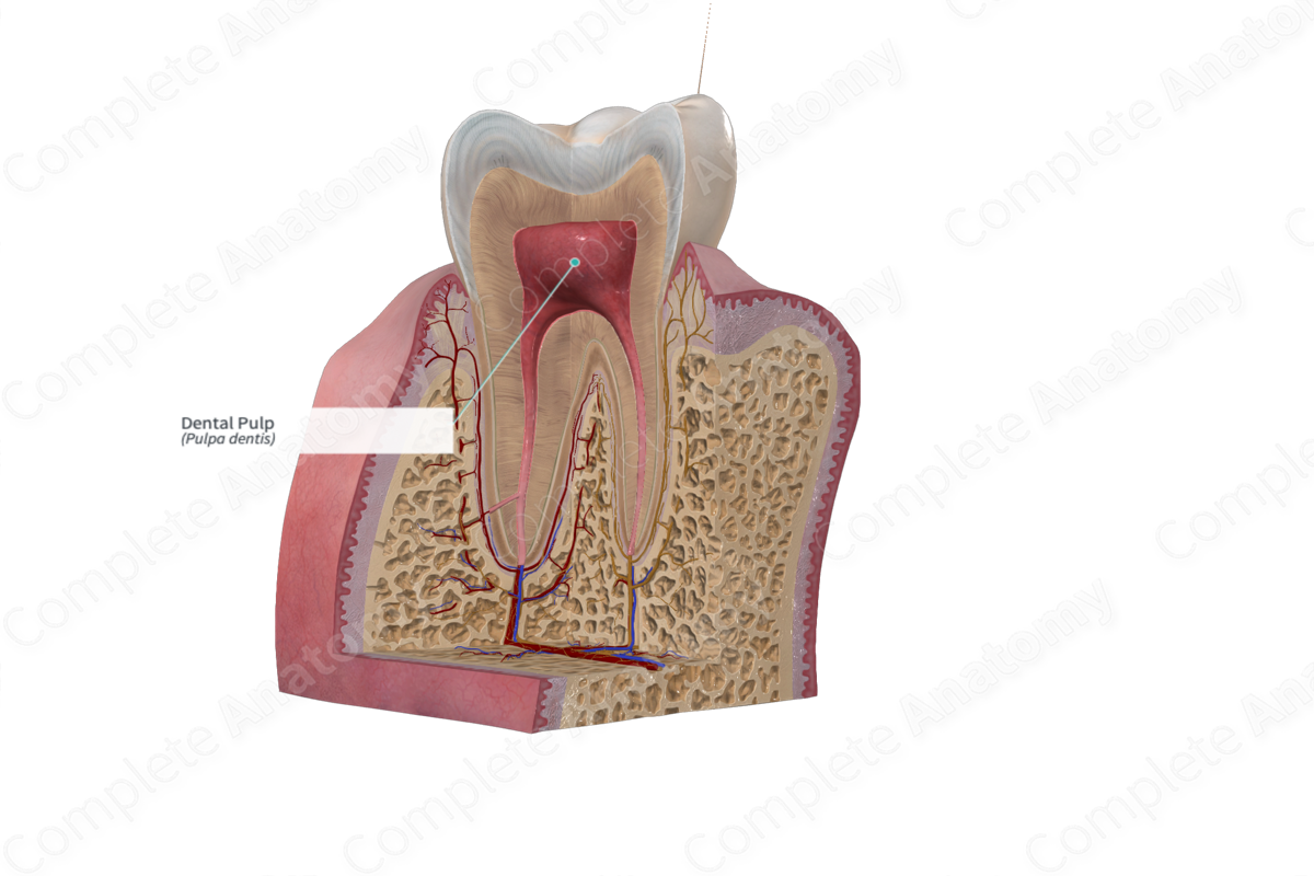 <p>hallow space within tooth that holds tooth pulp</p>