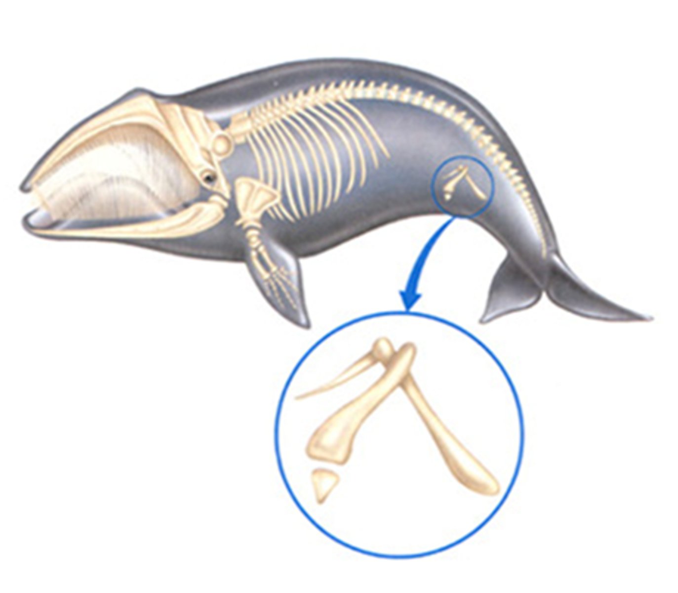 <p>A structure that is present in an organism but no longer serves its original purpose (ex. hip bones in whales)</p>