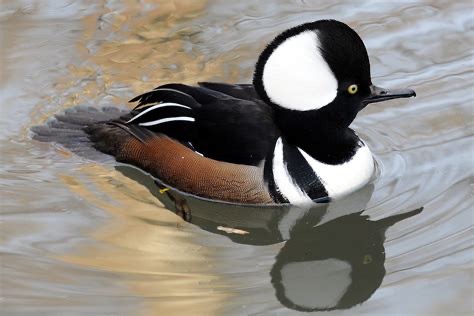 <p>Family: Anatidae</p>
