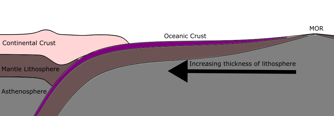 <p>subducting older oceanic lithosphere exerts greater tension to mid-ocean ridge relative to younger oceanic lithosphere</p>