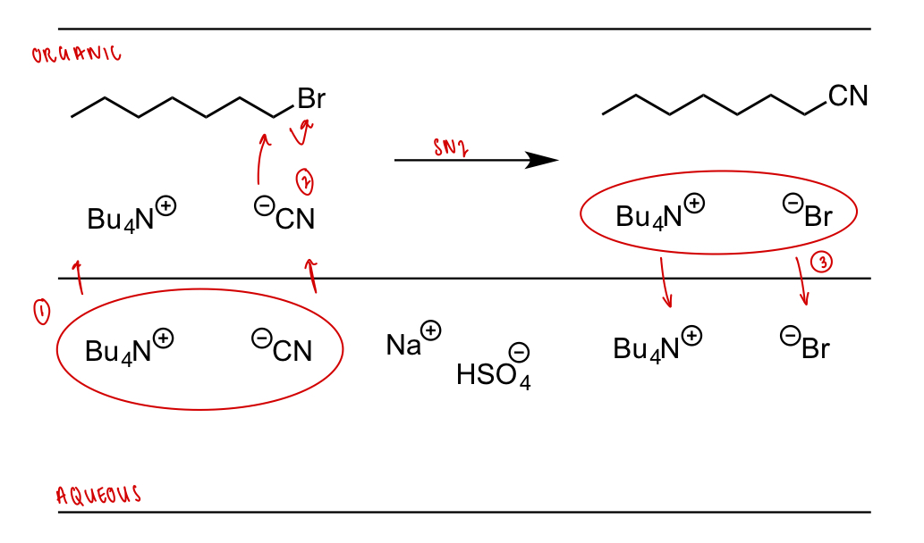 <p>non-polar RX + ionic compound + 2 immiscible solvents</p><ul><li><p>non-polar RX will dissolve in organic phase; ionic compound will dissolve and ionise in aqueous phase</p></li><li><p>phase transfer catalyst drags -ve ion into organic phase to balance charge; -ve ion is naked and highly reactive = SN2</p></li><li><p>phase transfer catalyst coordinates to -ve ion product of SN2 and drags back into aqueous phase </p></li></ul><p></p>