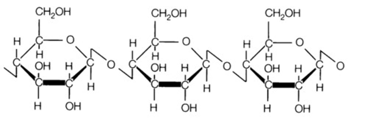 <p>Polymer of Beta glucose.</p><p>Alternating B glucose units are 180 degrees to their neighbour so they form 1,4 glycosidic bonds. </p><p>Chains of beta glucose run parallel to each other and are held together by many hydrogen bonds.</p><p>Up to 2000 cellulose chains can form a thicker and stronger fibre called a microfibril. </p><p>Cellulose is a straight chain molecule, it has long and straight chains. </p>