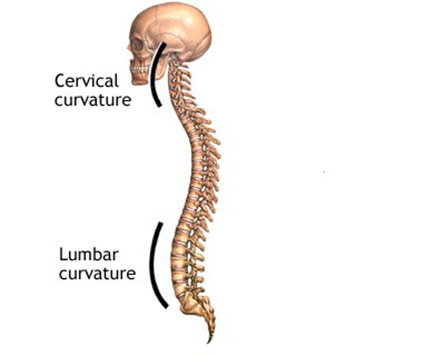 <p>Come later in life -cervicle and lumbar</p>