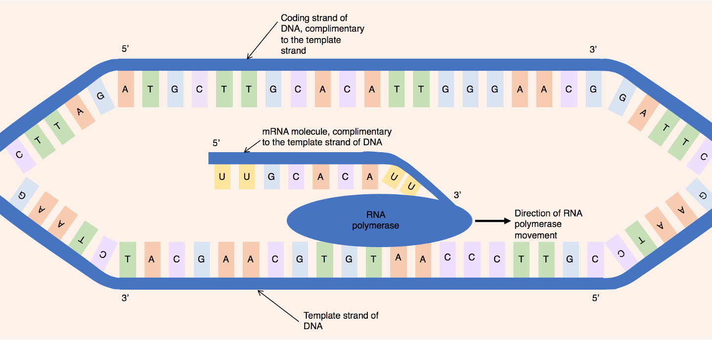 <p>non template strand that has <mark data-color="yellow" style="background-color: yellow; color: inherit">identical code as codons </mark>(T in place of U)</p>