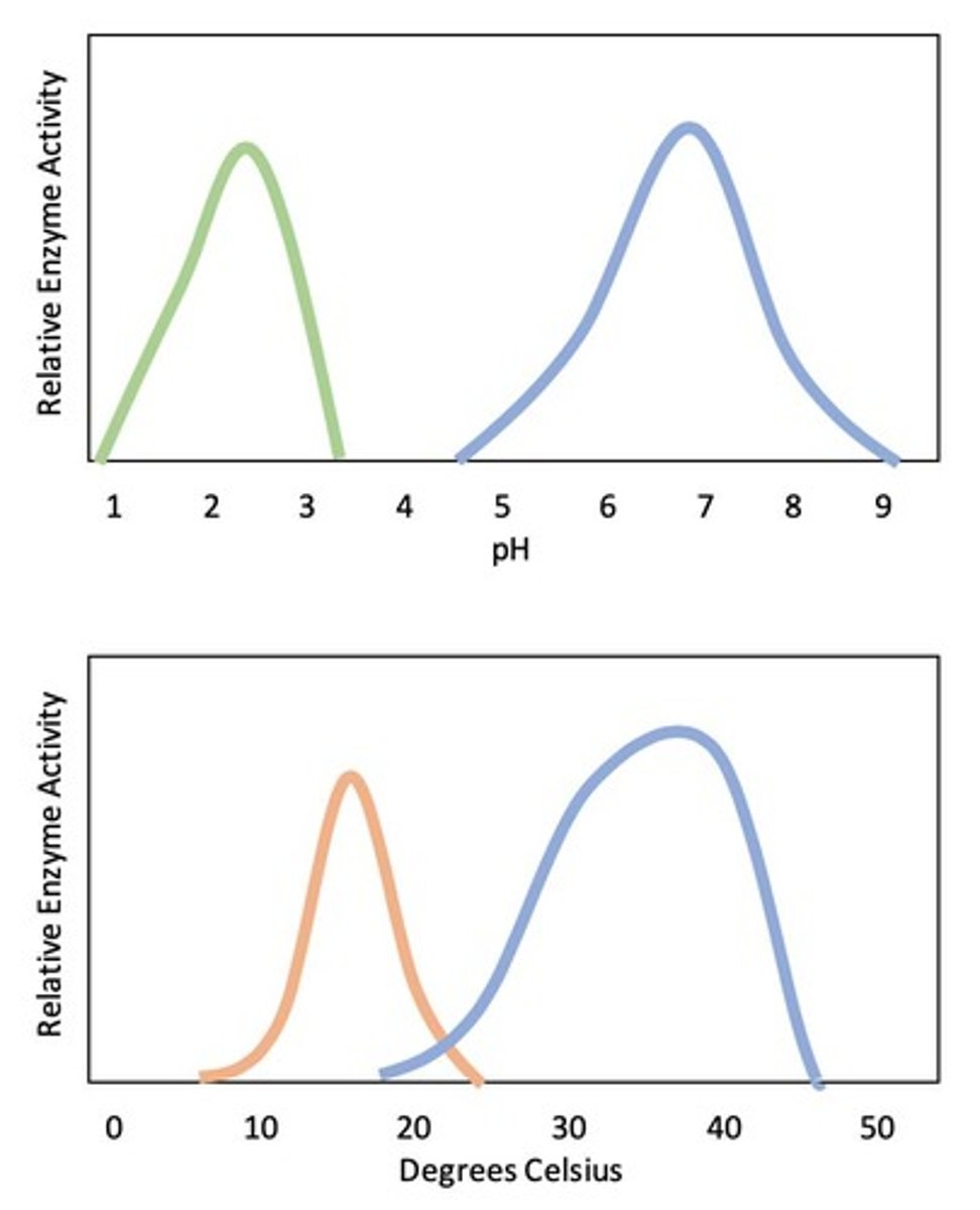 <p>Enzymes act as catalysts to speed up chemical reactions by lowering the activation energy required for the reaction to occur. Factors affecting enzyme activity include temperature, pH, and substrate concentration.</p>