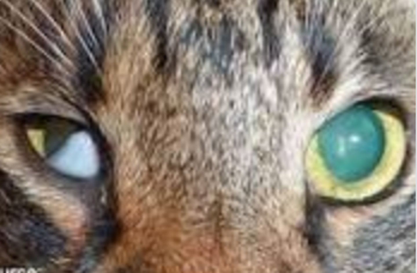<p>ipsilateral miosis, enophthalmos, drooping upper eyelid, and protruding nicitans</p>