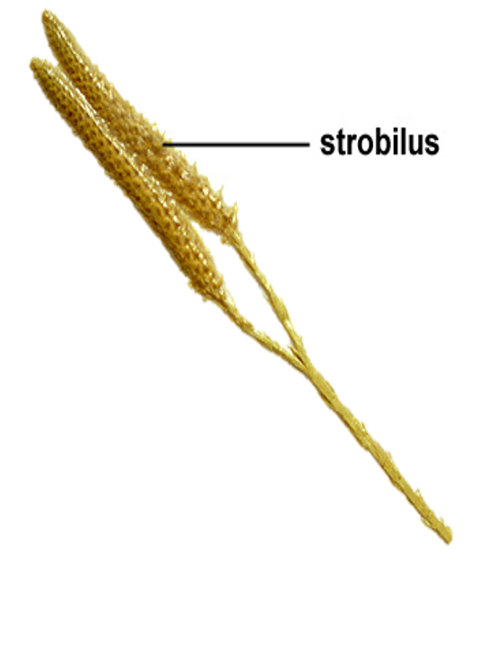 <p>strobilus</p>