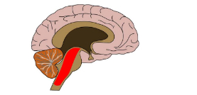 <p>Reticular formation </p>