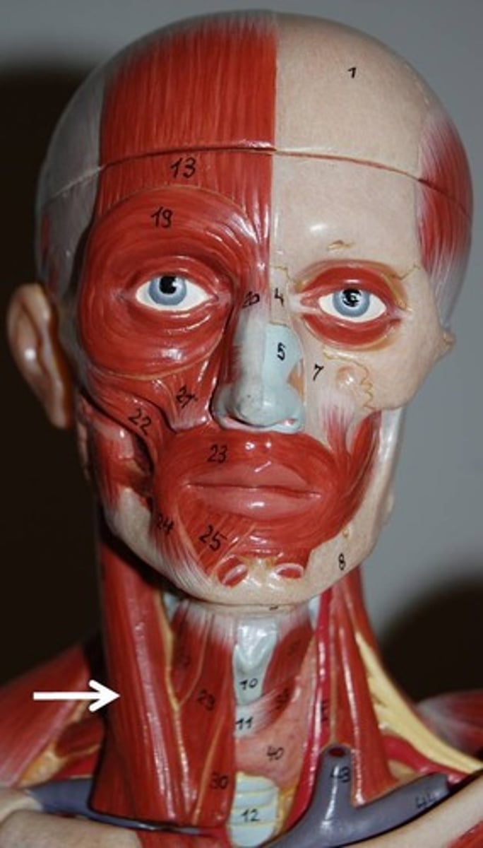 <p>Contraction of one side: laterally flexes neck, rotates head to opposite side; Contraction of both sides together: flexes neck</p>