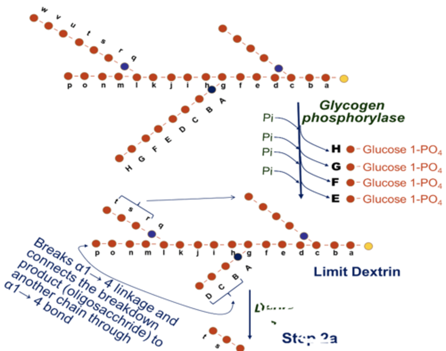 <p>shortening of glycogen chains and release of glucose 1-PO4 via glycogen phosphorylase</p>