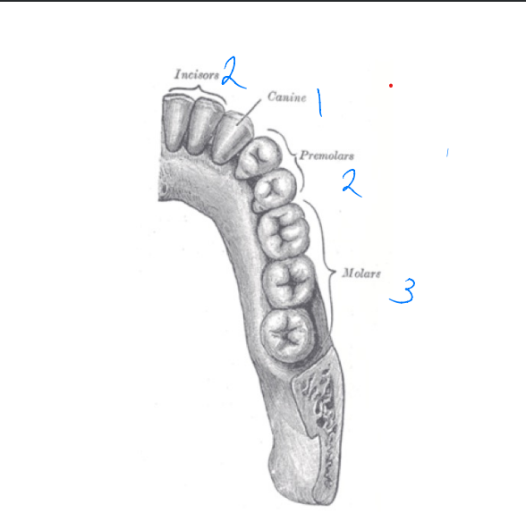 <ul><li><p>some have prehensile tail</p></li><li><p>3 molars (2.1.3.3)</p></li><li><p>all arboreal</p></li></ul>