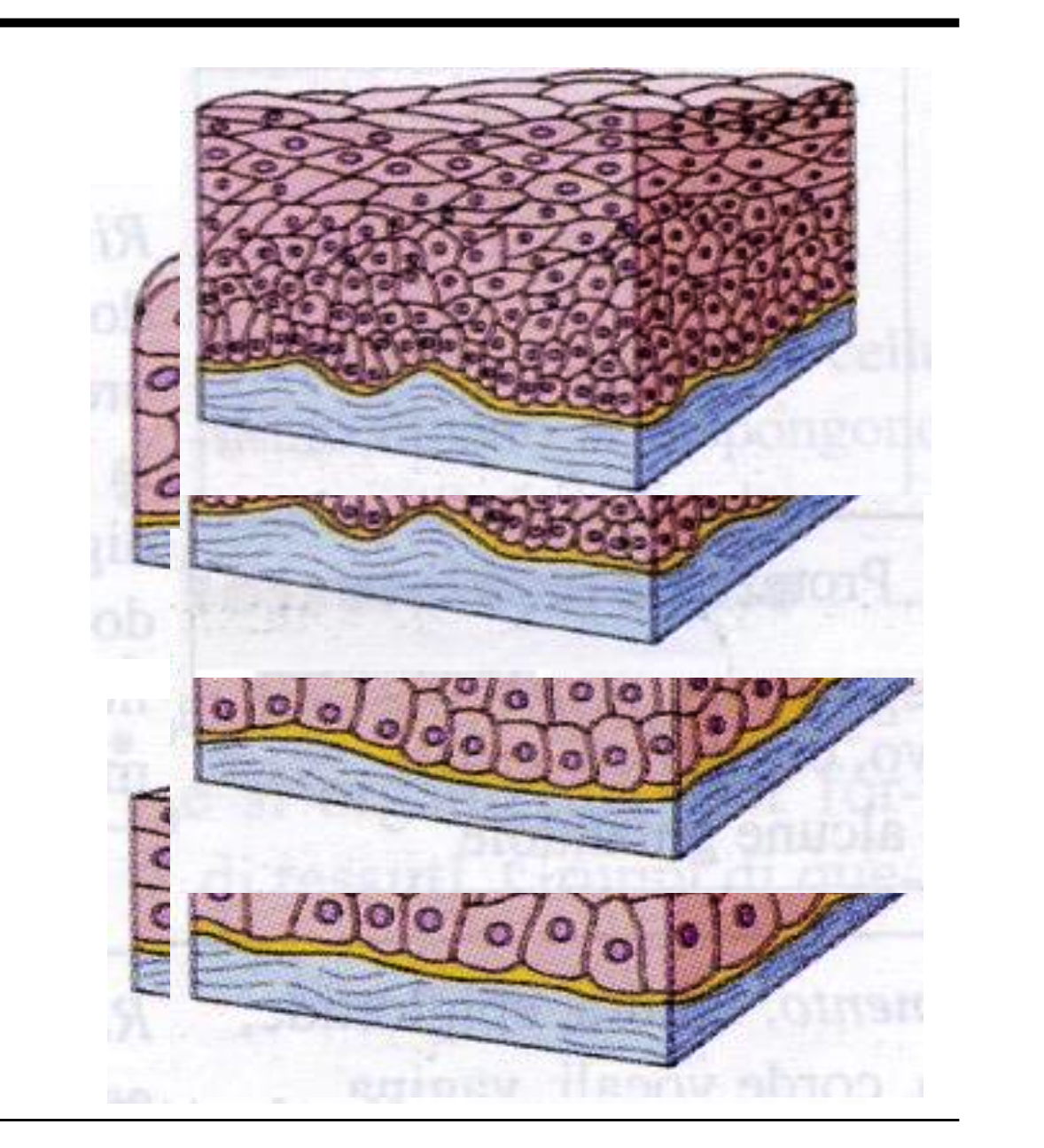 <p><span>Describe STRATIFIED EPITHELIA</span></p>