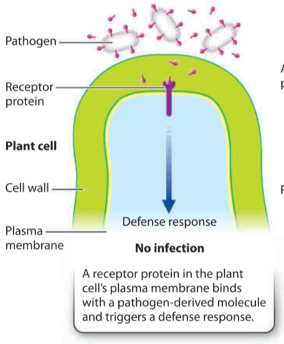 <p>consists of receptors located on the plasma membrane which recognize highly conserved molecules generated by broad classes of pathogens</p>