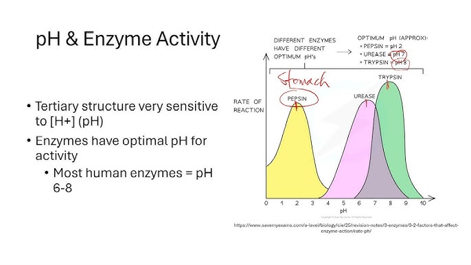 <p>What is pH optima?</p>