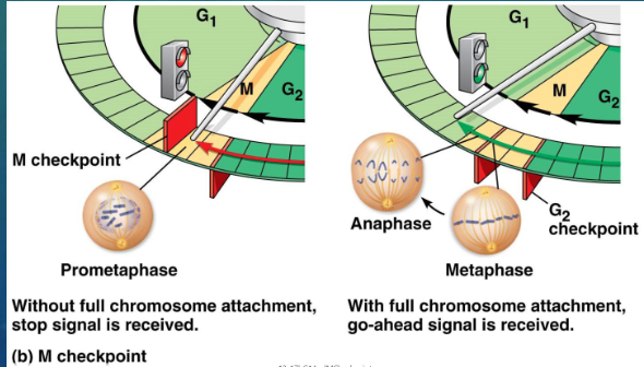 <p>cells will not begin anaphase until all the chromosomes are properly attached to the spindle at the metaphase plate</p><p>this mechanism ensures that daughter cells have the correct number of chromosomes</p>