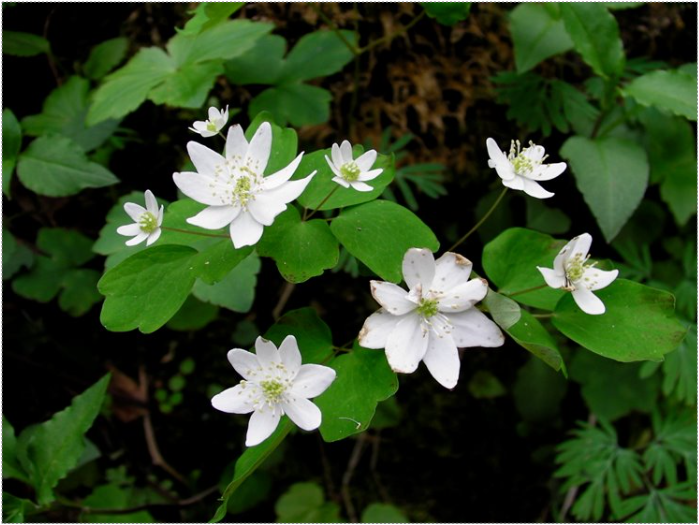 <p>A perennial wildflower characterized by its delicate white flowers and clover-like leaves, commonly found in wooded areas.</p>