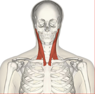 <p>Neck flexion, lateral neck flexion, and rotation</p>