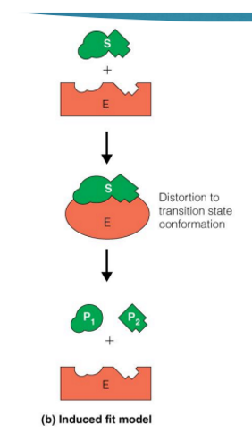 <ul><li><p>provides a more accurate description of specificity</p><ul><li><p>Induced fit <strong>favors formation of the transition state</strong></p></li><li><p>allows catalysis to occur (speed up reaction and lower activation energy) </p></li></ul></li></ul><p></p>