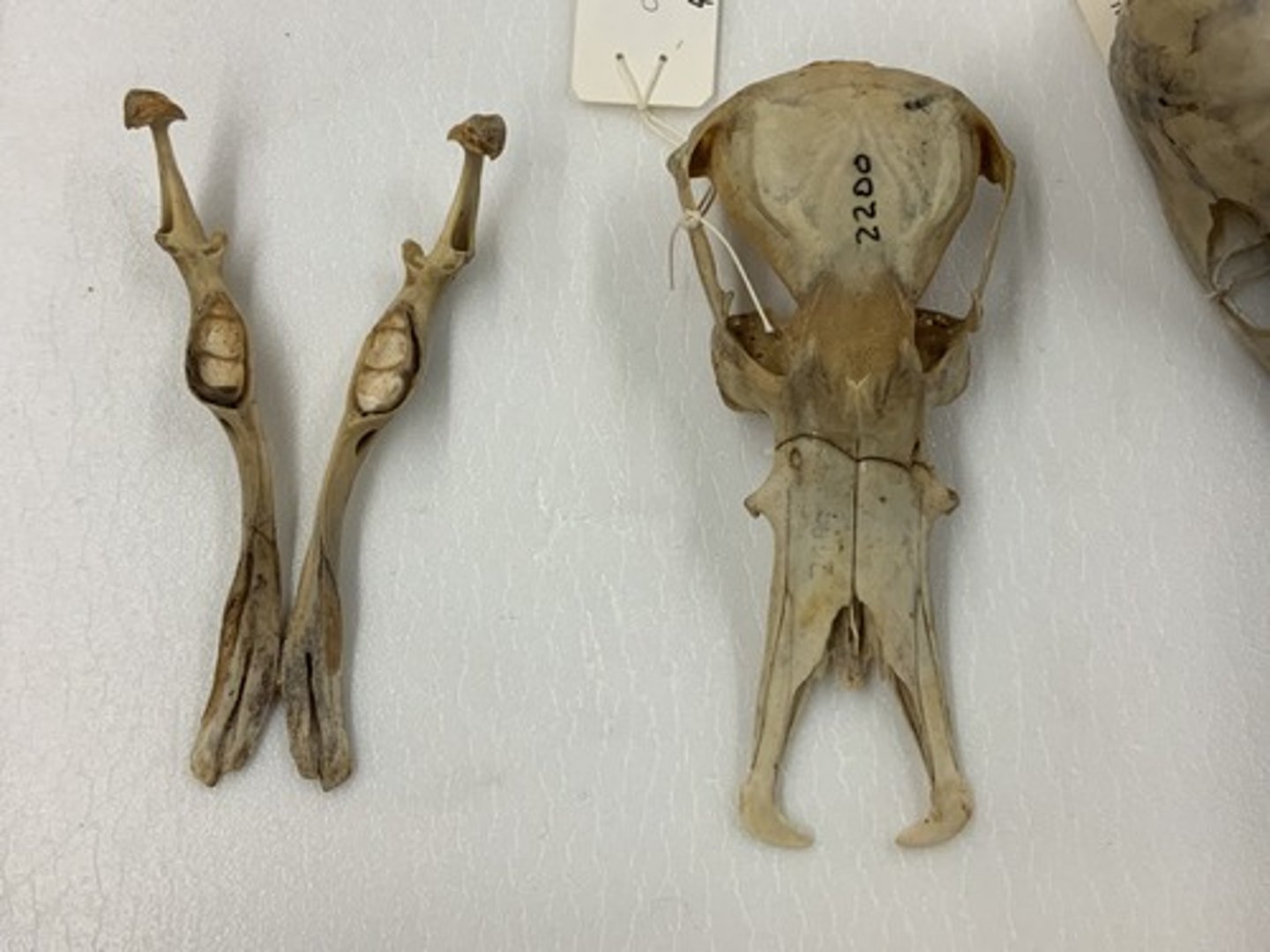 <p>Family, Order, Subclass</p><p>-no teeth (but tooth-like structures)</p><p>-unique tips of mandibles</p><p>-premaxilla separate</p>