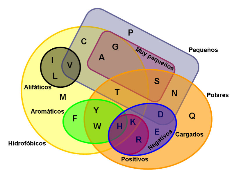 <p>Clasificación de los aminoácidos</p>