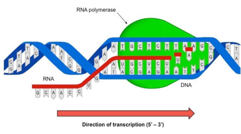 <ul><li><p>occurs in nucleus for eukaryotic cells / nucleoid region (cytoplasm) in prokaryotic cells</p></li><li><p>RNA polymerase is an enzyme seperates DNA strands along a gene (only occurs on one of the DNA strands)</p></li><li><p>RNA nucleotides form complementary base pairs with one DNA strand (template) by hydrogen bonding:</p><ul><li><p>A-U, T-A, G-C, C-G</p></li></ul></li><li><p>RNA polymerase moves along the DNA in a 5’ → 3’ direction antiparallel to the DNA template and covalently bonds w the RNA nucleotides into a single strand</p></li><li><p>at the end of the gene, RNA polymerase releases the RNA, and the DNA returns to its original double helix structure</p><ul><li><p>DNA is very stable (base sequence does not change) and is unaffected by transcription</p></li></ul></li><li><p>RNA produced has a base sequence based on the DNA sequence</p><ul><li><p><strong>mRNA IS BEING SYNTHESISED IN A 5’ TO 3’ DIRECTION - ANTIPARALLEL TO DNA TEMPLATE </strong></p></li></ul></li></ul><p></p>