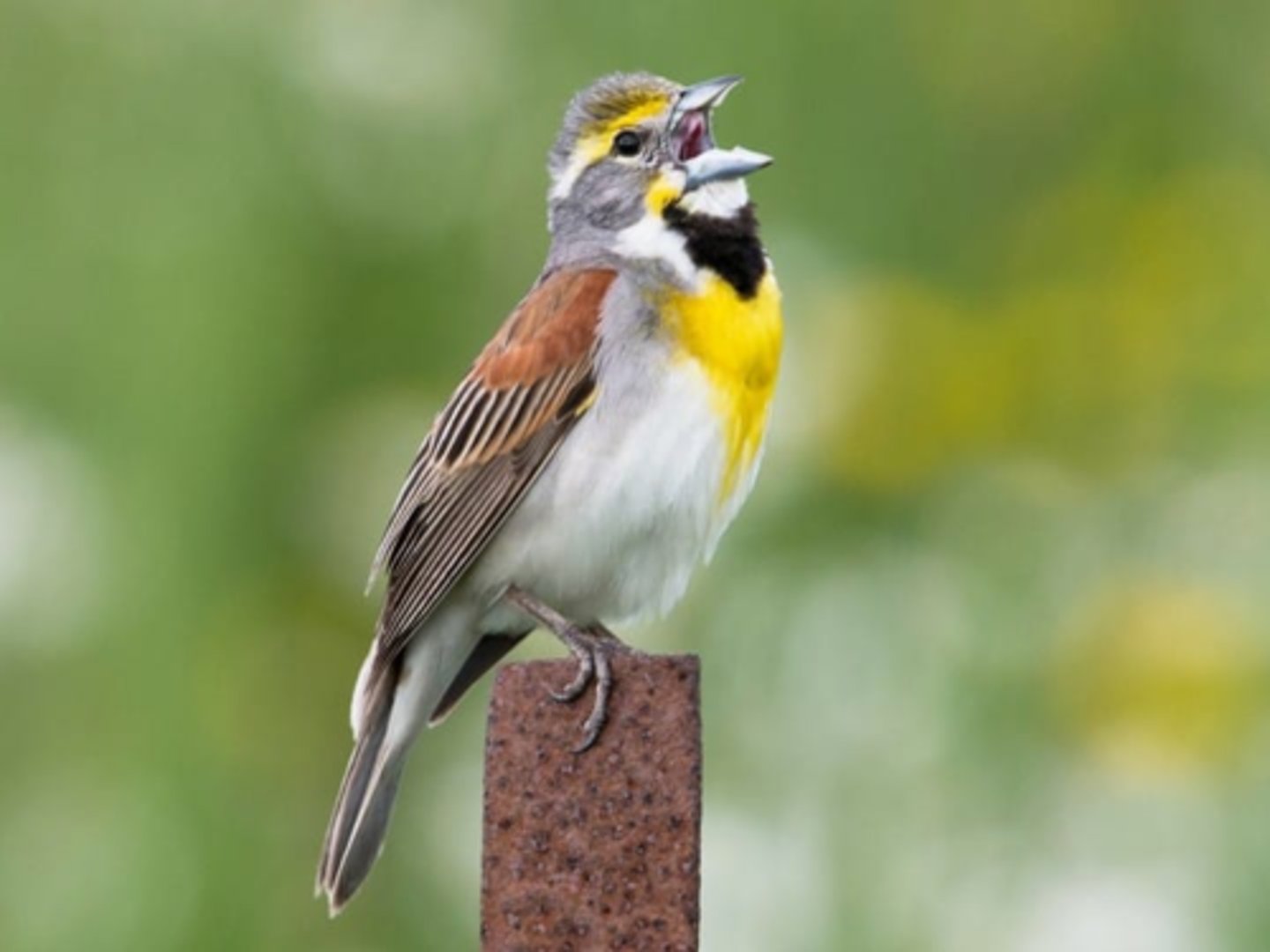<p>Cardinalidae</p>