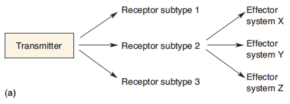 <p>NT activates one receptor but they often have diff subtypes which can the effect diff system = amplification of signal + wide range of effects due to one NT. </p>