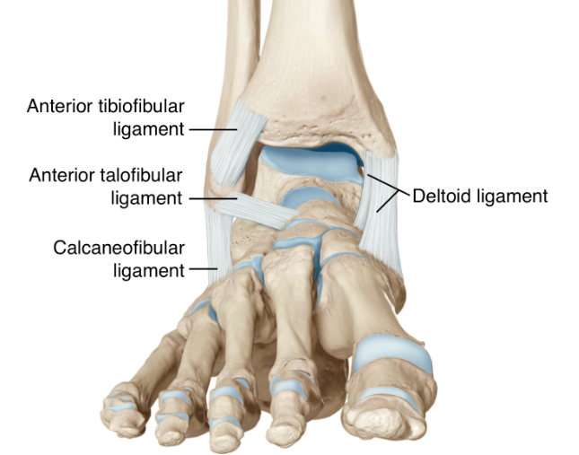 <p>forearm/leg and coracoacromial</p><p>(tie bones together)</p>