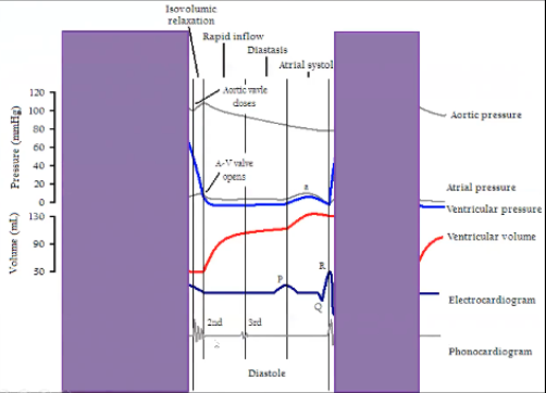 <ul><li><p><span>Diastole</span></p><ul><li><p><span>Starts during isovolumetric relaxation phase, beginning of diastole</span></p></li><li><p><span>Occurs from end of T wave until middle of the R wave</span></p></li><li><p><span>Low ventricular pressure</span></p></li><li><p><span>Ventricular volume is going up, filling ventricle</span></p></li><li><p><span>At the end of diastole get P wave and atrial contraction so atrial pressure is low and a little oomph to push blood out of the atria into the ventricle</span></p></li></ul></li><li><p><span>During isovolumetric relaxation all valves are closed, at the end AV valve opens, then is open for entire diastole because allowing blood in, at the beginning of isovolumetric contraction AV valves close</span></p></li></ul><p></p>