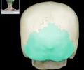 <p>back of head</p>
